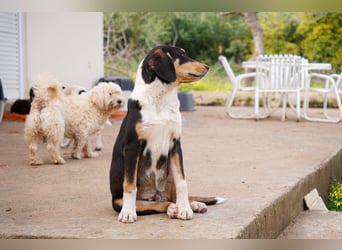 Doros, Dinos, Deri und Dex  suchen ein Zuhause