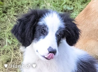 Hank und Hero suchen ein Zuhause