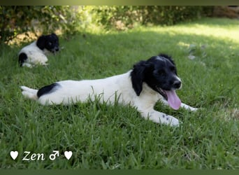 Zen -ein Setterwelpe sucht ab Ende August ein Zuhause