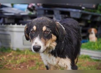 Doros, Dinos, Deri und Dex  suchen ein Zuhause