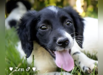 Zen -ein Setterwelpe sucht ab Ende August ein Zuhause