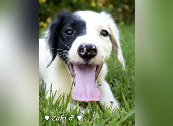 Drei Setter (-mischlinge) suchen ein Zuhause ab August