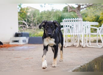 Doros, Dinos, Deri und Dex  suchen ein Zuhause