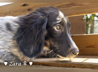 Vier Setter (-mischlinge) suchen ein Zuhause ab August