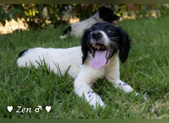 Vier Setter (-mischlinge) suchen ein Zuhause ab August