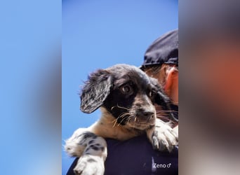 Vier Setter (-mischlinge) suchen ein Zuhause ab August