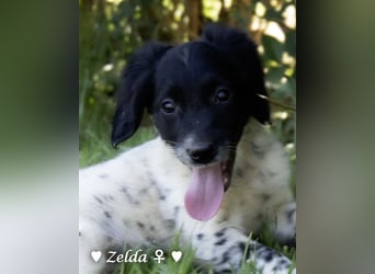 Vier Setter (-mischlinge) suchen ein Zuhause ab August