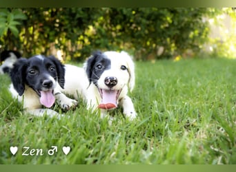 Zen -ein Setterwelpe sucht ab Ende August ein Zuhause