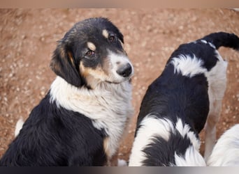 Doros, Dinos, Deri und Dex  suchen ein Zuhause