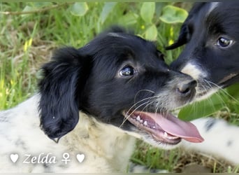 Vier Setter (-mischlinge) suchen ein Zuhause ab August