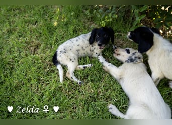 Vier Setter (-mischlinge) suchen ein Zuhause ab August