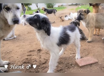 Hank und Hero suchen ein Zuhause