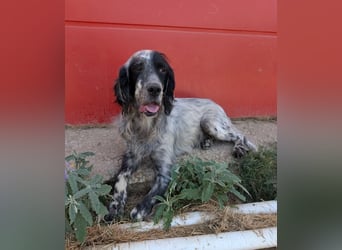 Errol – wunderschöner Setter sucht seine Herzensmenschen ❤️