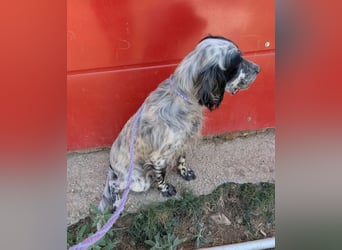 Errol – wunderschöner Setter sucht seine Herzensmenschen ❤️