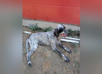 Errol – wunderschöner Setter sucht seine Herzensmenschen ❤️