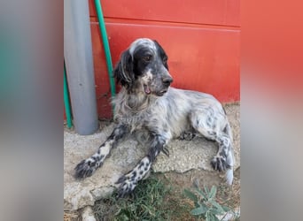 Errol – wunderschöner Setter sucht seine Herzensmenschen ❤️