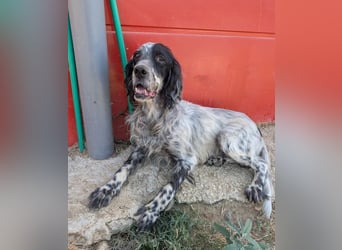 Errol – wunderschöner Setter sucht seine Herzensmenschen ❤️