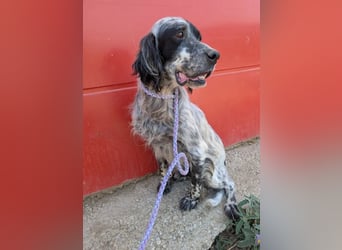 Errol – wunderschöner Setter sucht seine Herzensmenschen ❤️