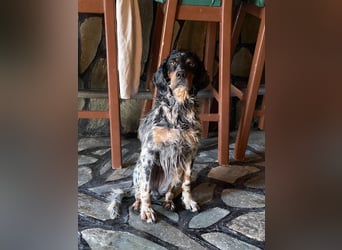 Hündin ANN sucht ihr Für-immer-Körbchen