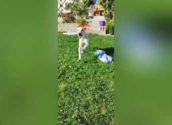 Setter-mix Kiki in 86943 Thaining