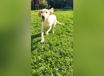 Setter-mix Kiki in 86943 Thaining