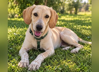 Setter-mix Kiki in 86943 Thaining