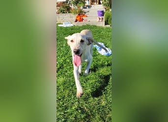 Setter-mix Kiki in 86943 Thaining