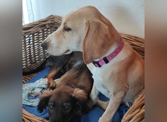 Setter-mix Kiki in 86943 Thaining