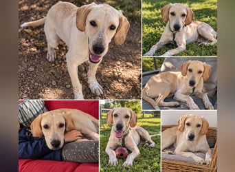 Setter-mix Kiki in 86943 Thaining