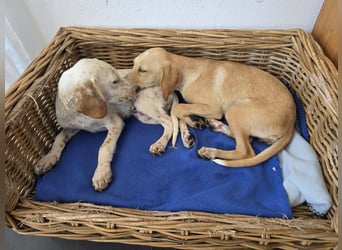 Setter-mix Kiki in 86943 Thaining