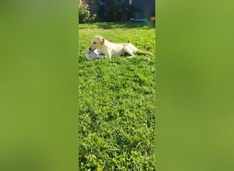 Setter-mix Kiki in 86943 Thaining