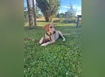 Setter-mix Kiki in 86943 Thaining