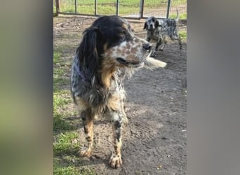 Pamela - ein Herz auf 4 Pfoten