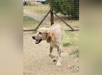 Stella sucht ihr Für-immer-Zuhause❤️