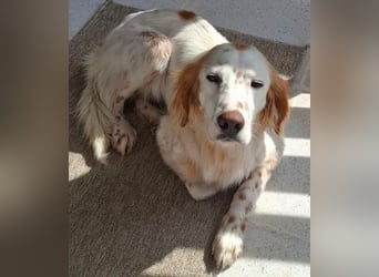 Bezaubernde Marilia sucht ihr Glück