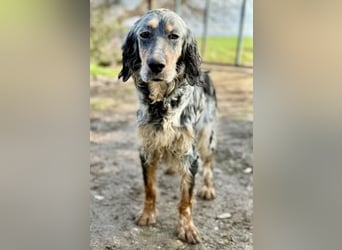 Sasha und Sugar - Dream Team sucht gemeinsames Zuhause