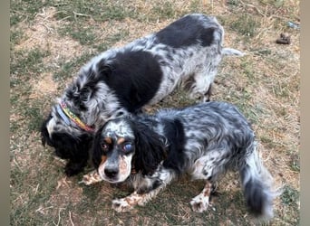 Lola - freundliche, menschenbezogene Setter-Mix-Hündin