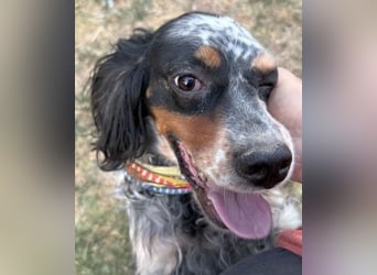 Lola - freundliche, menschenbezogene Setter-Mix-Hündin