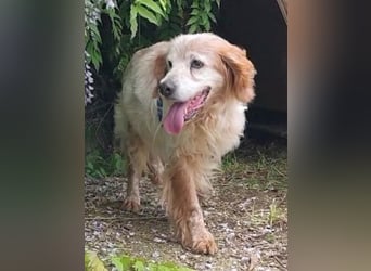 Sebastian - feiner Setter Mix im besten Alter