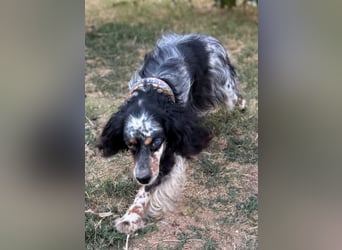 Lola - freundliche, menschenbezogene Setter-Mix-Hündin
