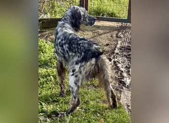 Sasha und Sugar - Dream Team sucht gemeinsames Zuhause