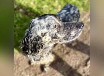 Sasha und Sugar - Dream Team sucht gemeinsames Zuhause