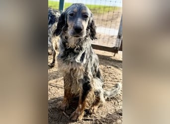 Sasha und Sugar - Dream Team sucht gemeinsames Zuhause