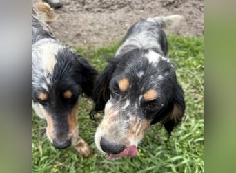 Pamela - ein Herz auf 4 Pfoten