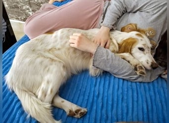 Bezaubernde Marilia sucht ihr Glück