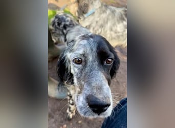 Sasha und Sugar - Dream Team sucht gemeinsames Zuhause