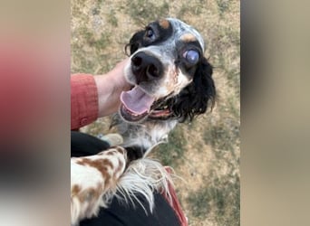 Lola - freundliche, menschenbezogene Setter-Mix-Hündin