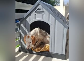 Bezaubernde Marilia sucht ihr Glück