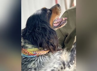 Lola - freundliche, menschenbezogene Setter-Mix-Hündin