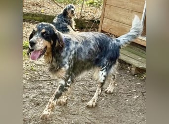 Pamela - ein Herz auf 4 Pfoten